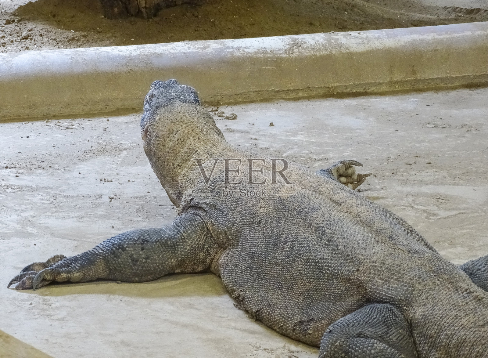动物园里的科莫多巨蜥照片摄影图片