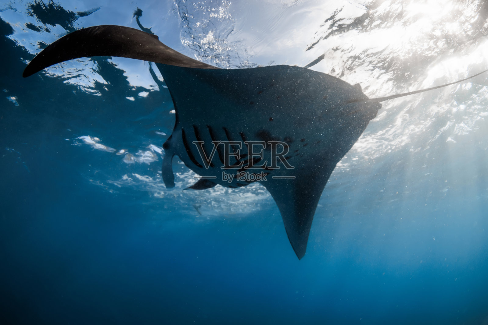 蝠鲼鱼在水下游泳。热带蓝色海洋中的大鱼照片摄影图片