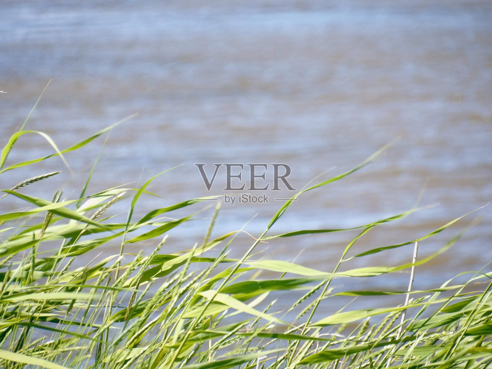 漫步在北海的哈利胡格岛上,从洛伦兹瓦夫(Lorenzwarft)经过Seglerhaus和Kirchwarft到Backenswarf照片摄影图片