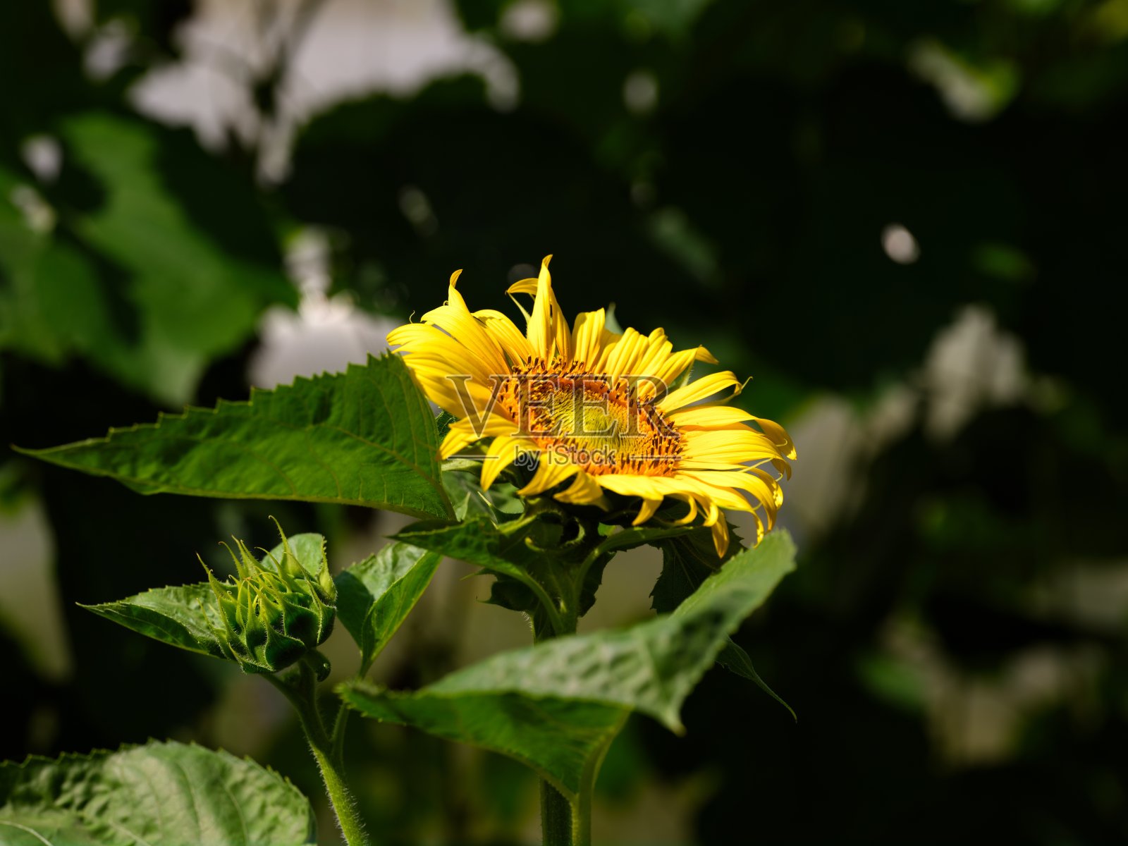 黄色向日葵在自然界开花照片摄影图片