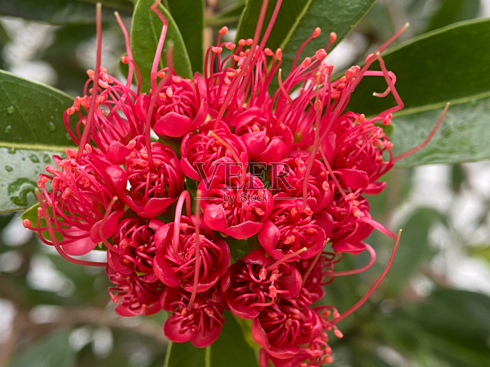花,产自新西兰照片摄影图片