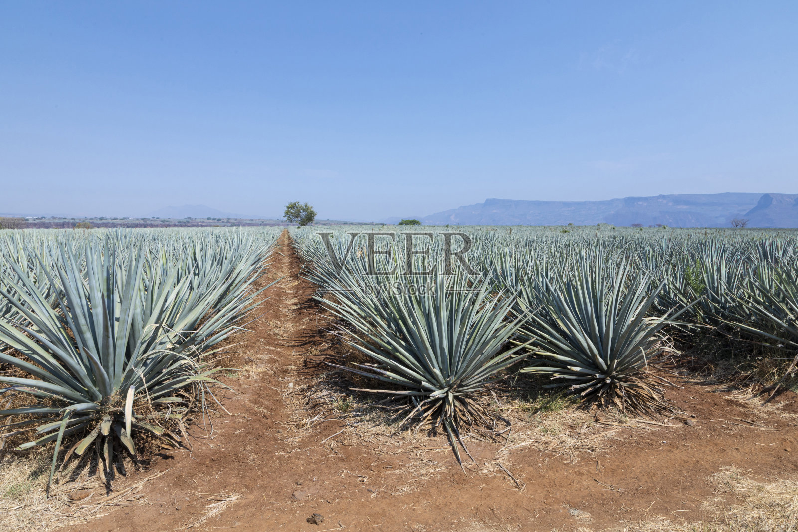 景观植物龙舌兰生产龙舌兰酒照片摄影图片