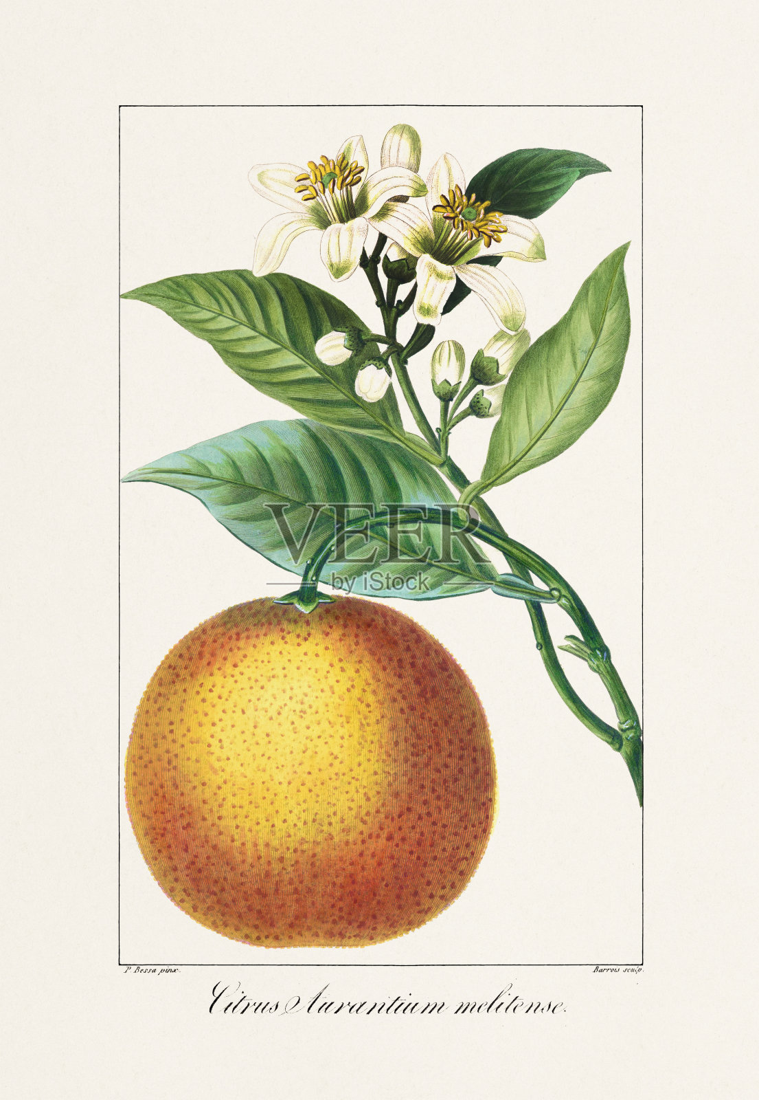 19世纪复古植物花卉插图插画图片素材