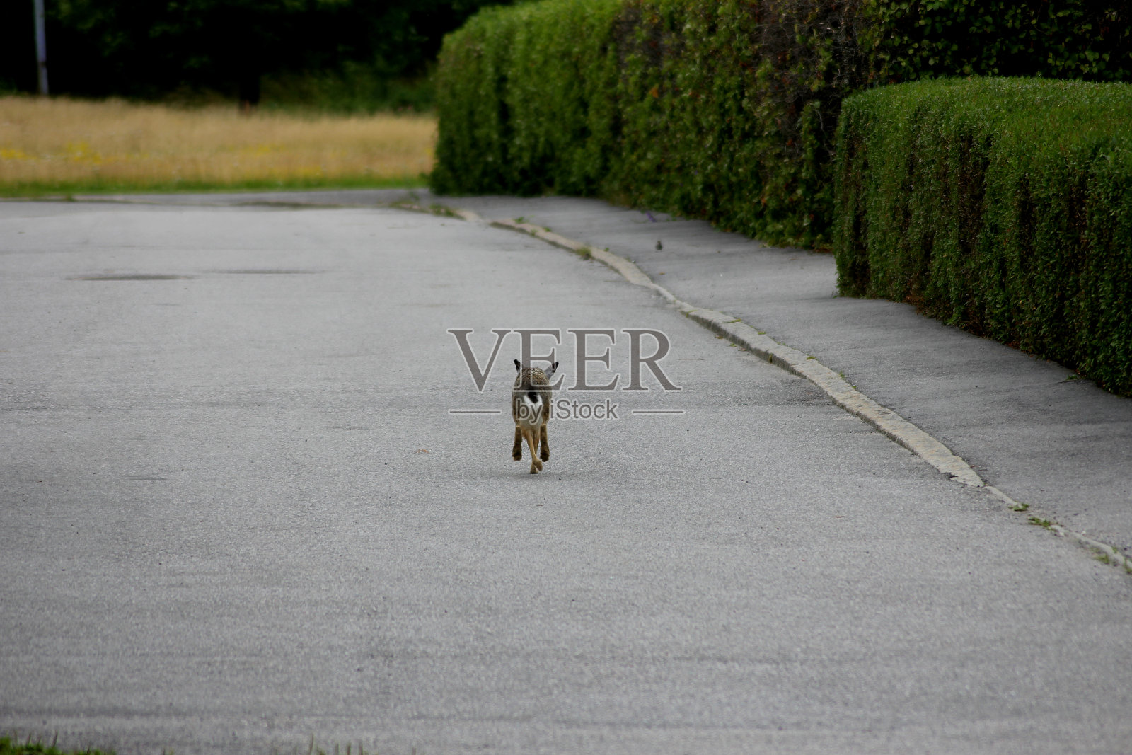 一只野兔从街上跑到草地上照片摄影图片