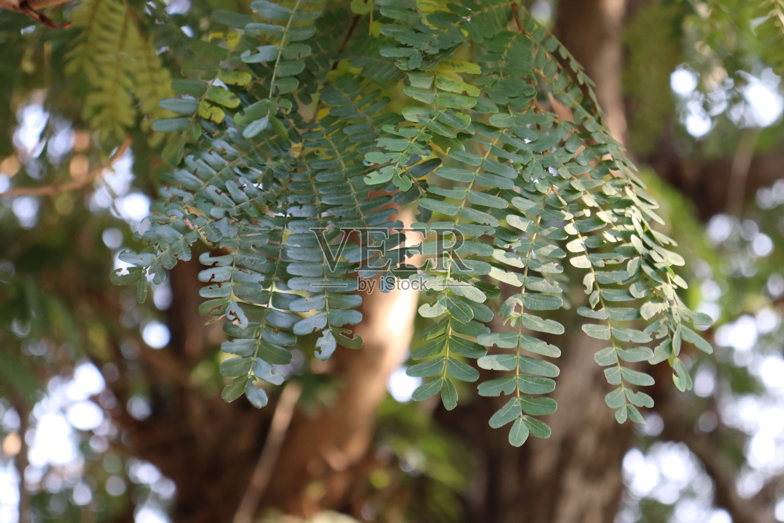傍晚日落时的树冠摄影。蓝天与树叶和树枝剪影照片摄影图片