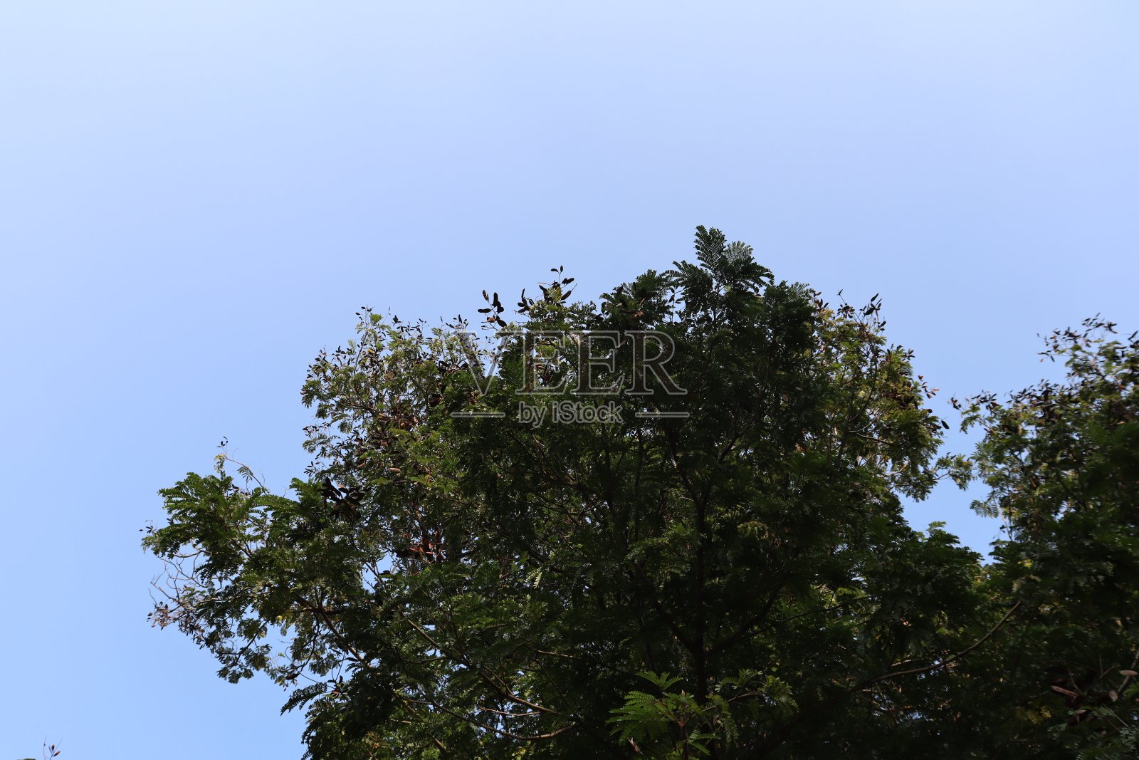 傍晚日落时的树冠摄影。蓝天与树叶和树枝剪影照片摄影图片