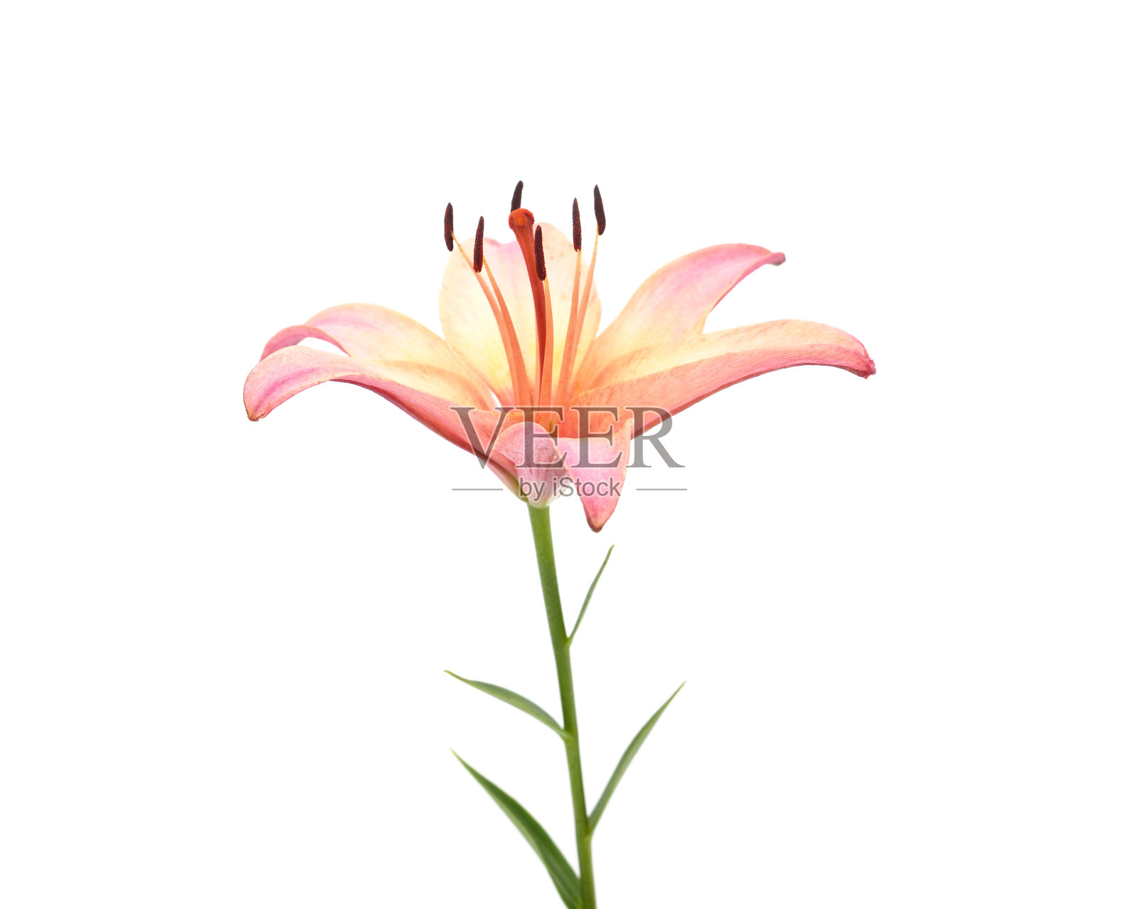 美丽的橙百合。照片摄影图片