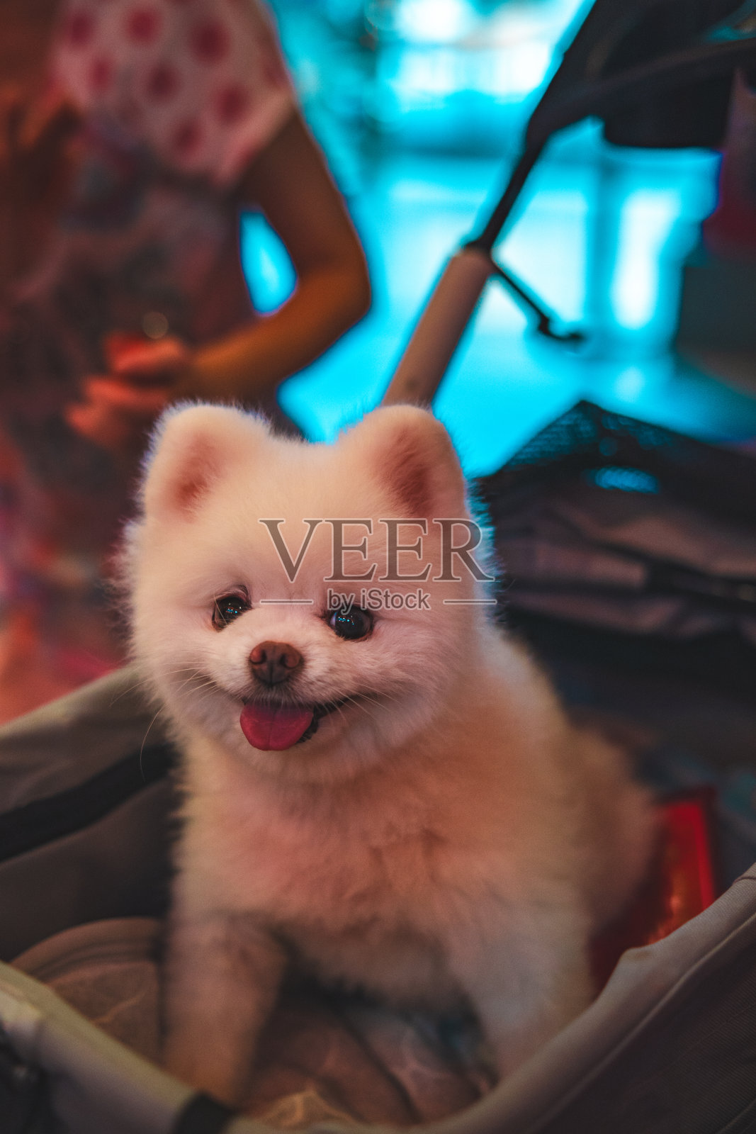 在室内婴儿车里可爱的白狗照片摄影图片