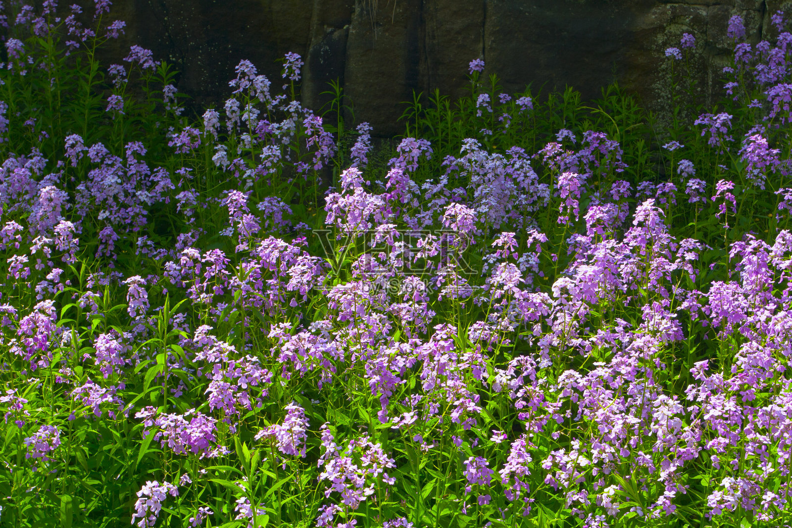 福洛克斯,黑水峡谷铁路线,西弗吉尼亚州照片摄影图片