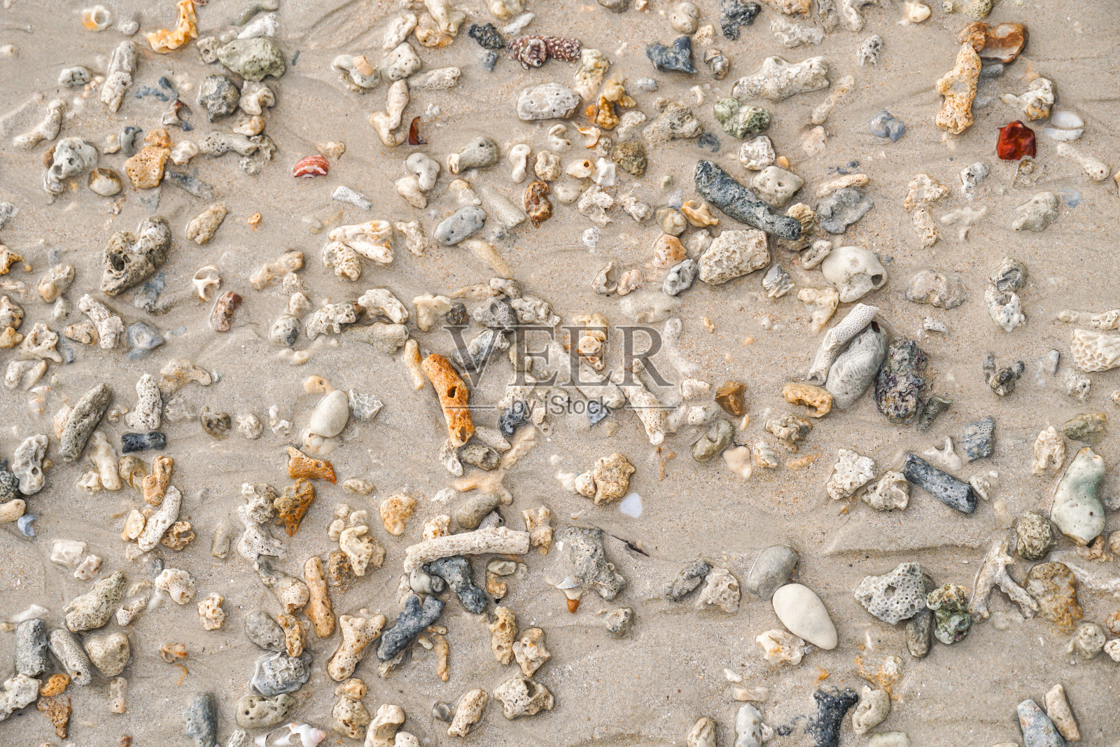 贝壳和珊瑚礁背景。海滩上的各种贝壳。海滩上的珊瑚礁和贝壳的背景。照片摄影图片