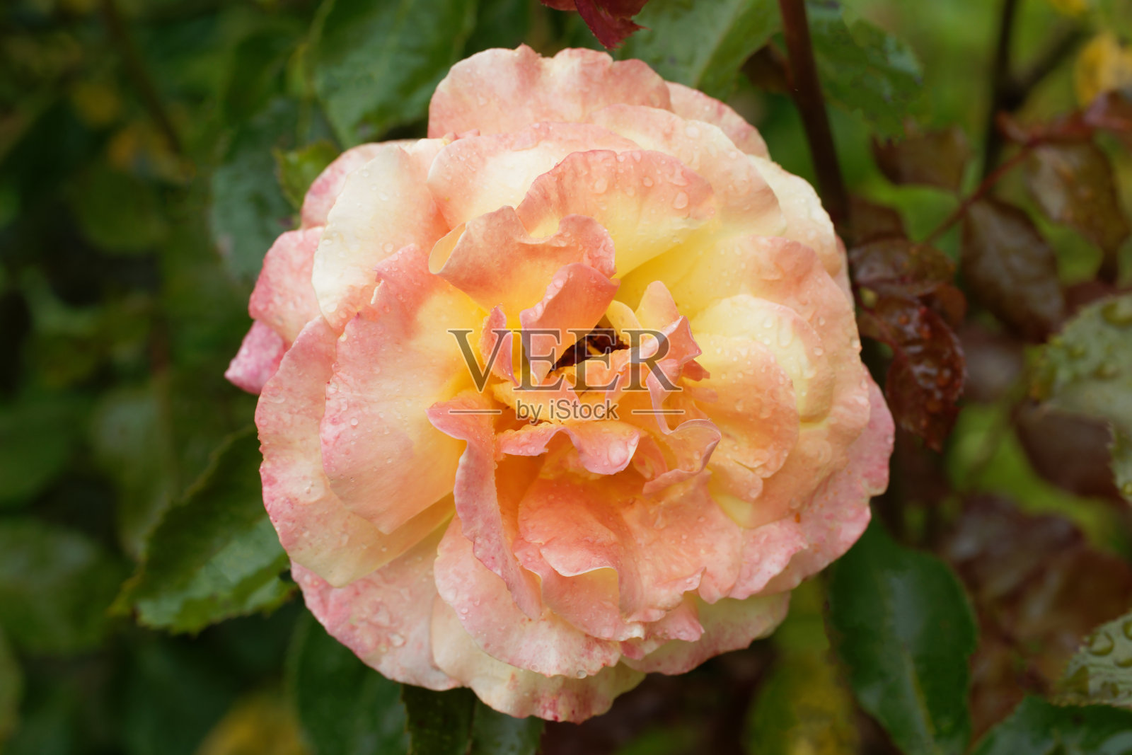 花园里那朵美丽新鲜的玫瑰花。背景上的玫瑰花模糊了玫瑰园里的玫瑰花照片摄影图片