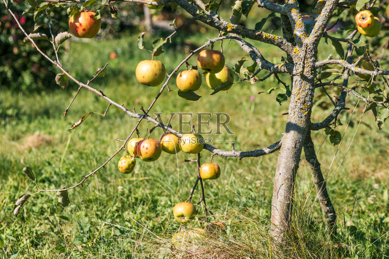 熟透的苹果挂在装饰着绿叶的树枝上的特写照片摄影图片
