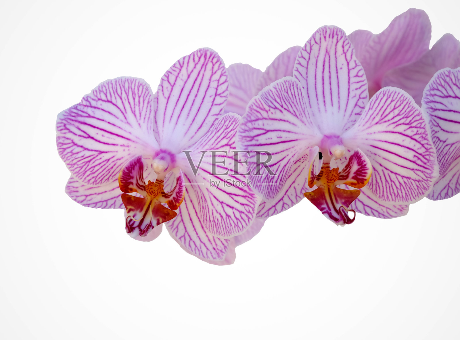 粉红色和紫色的蝴蝶兰花照片摄影图片