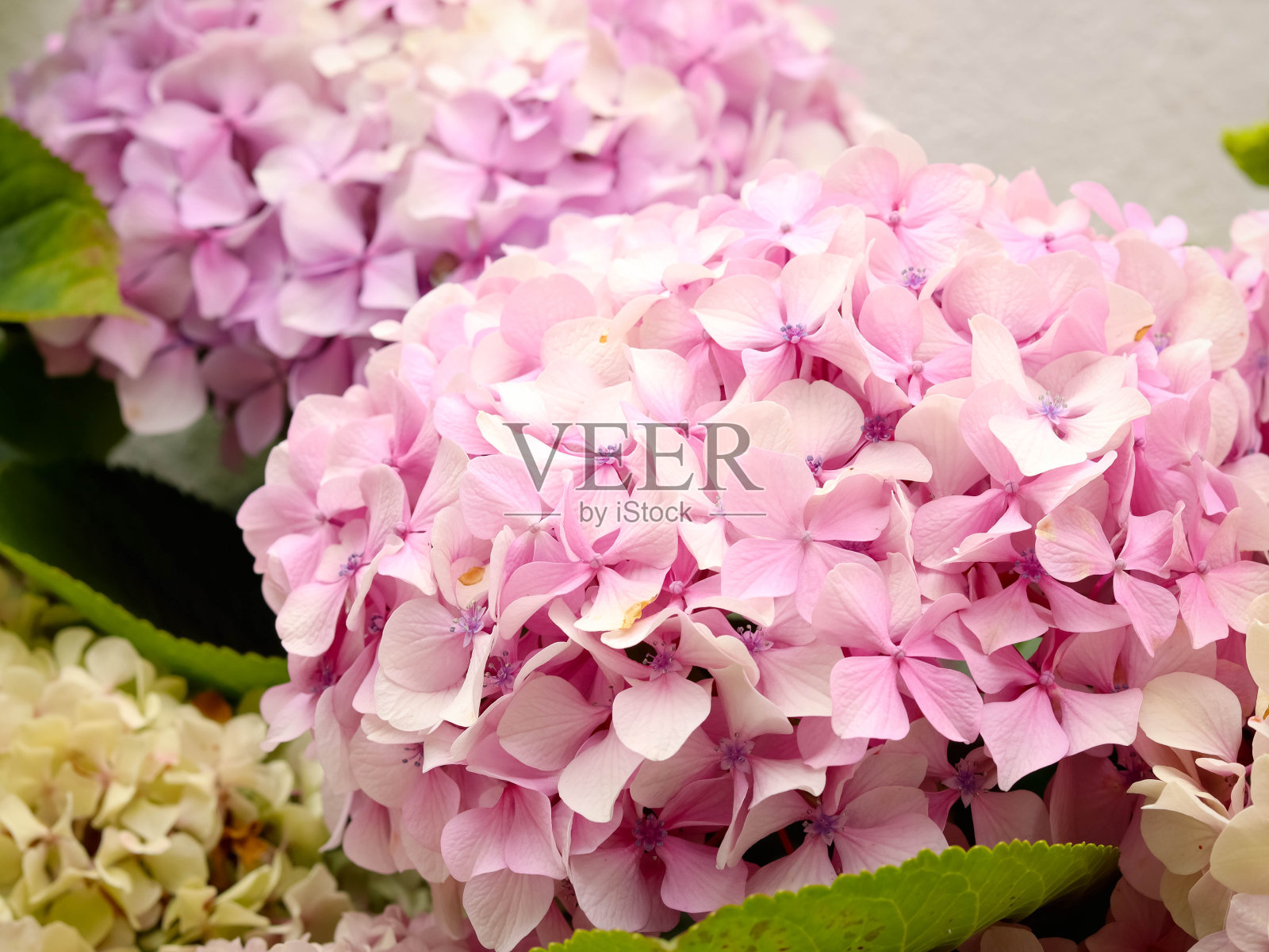 粉红色的霍兰花照片摄影图片