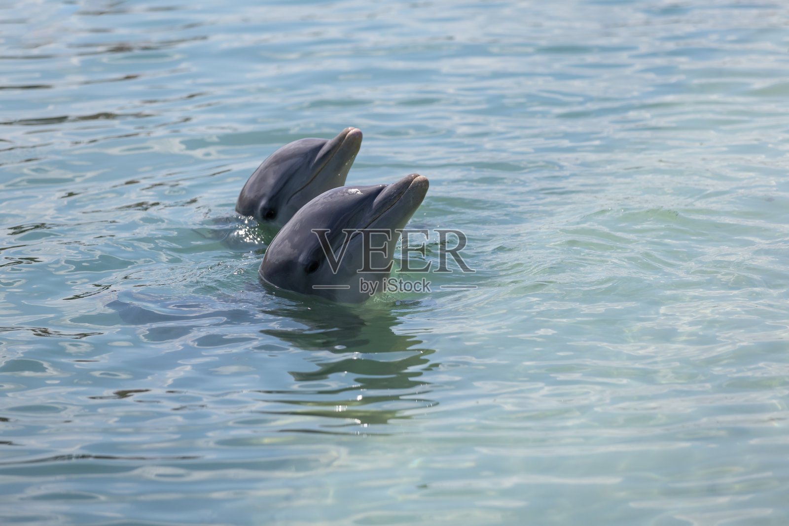 大西洋上的海豚照片摄影图片