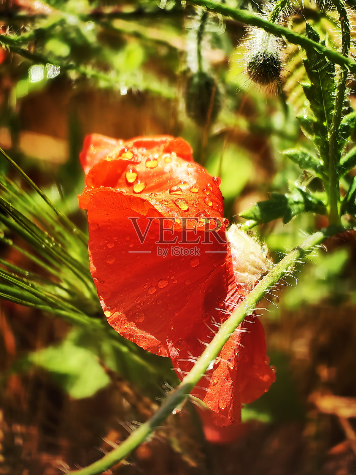 夏日漫步汉堡周边照片摄影图片