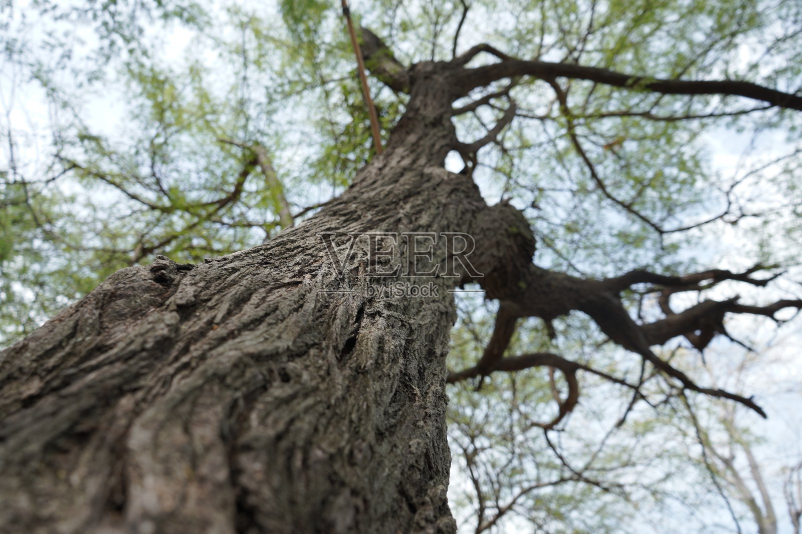 树的树冠照片摄影图片