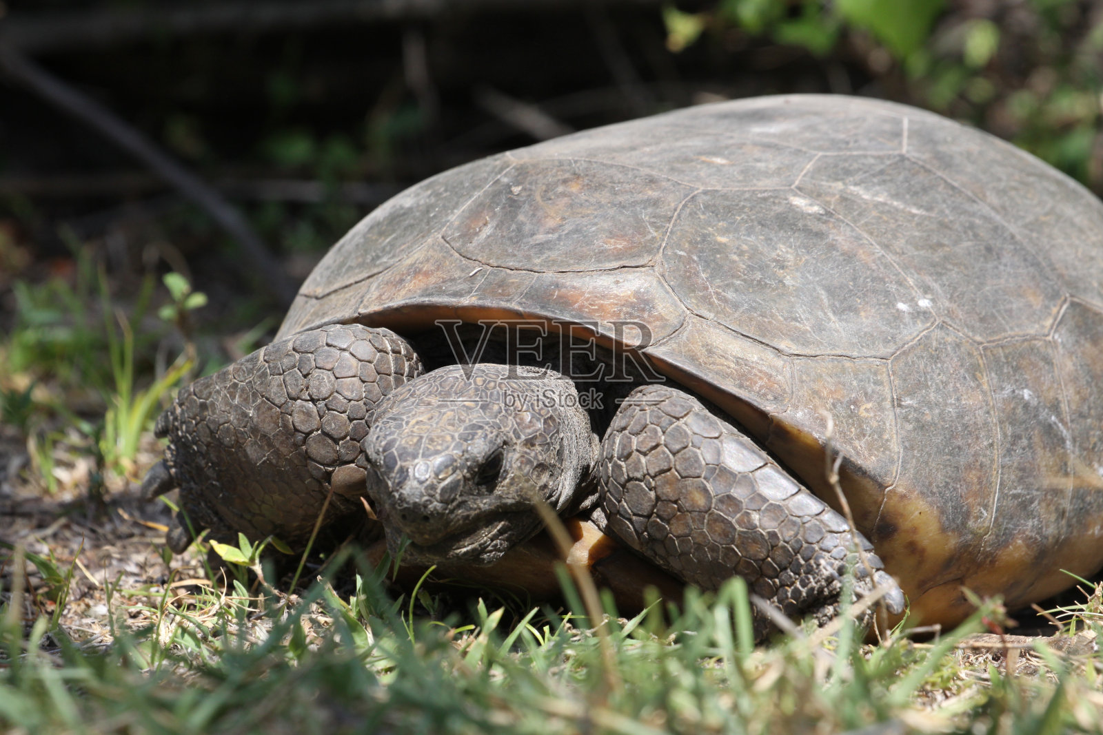 2024年4月27日,土耳其溪,地鼠龟照片摄影图片