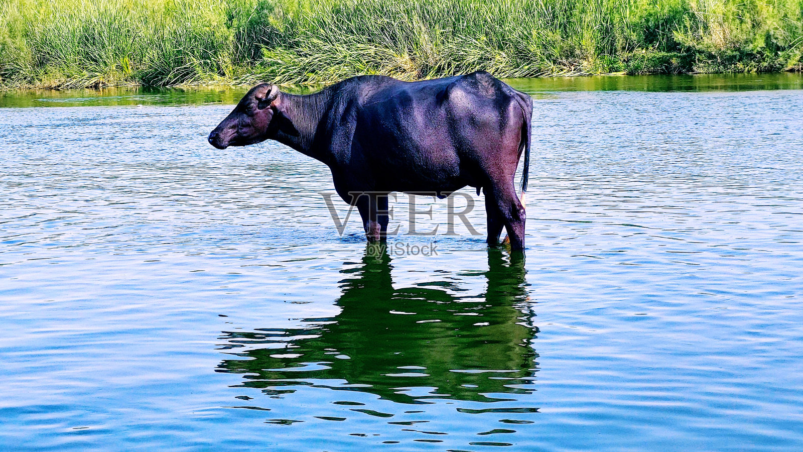水牛在村里的河水中洗澡照片摄影图片