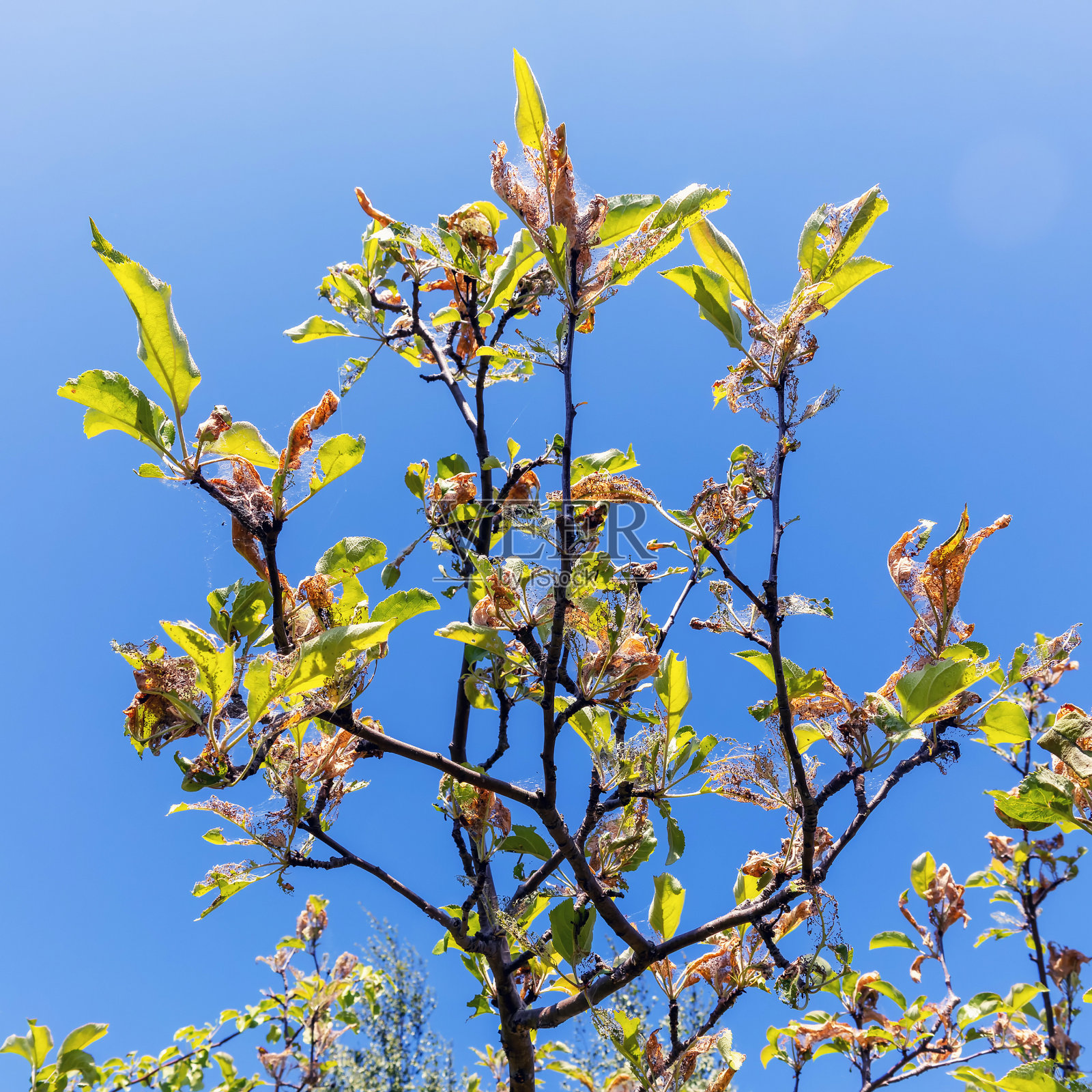 苹果叶子上的苹果蜘蛛网损害了树照片摄影图片