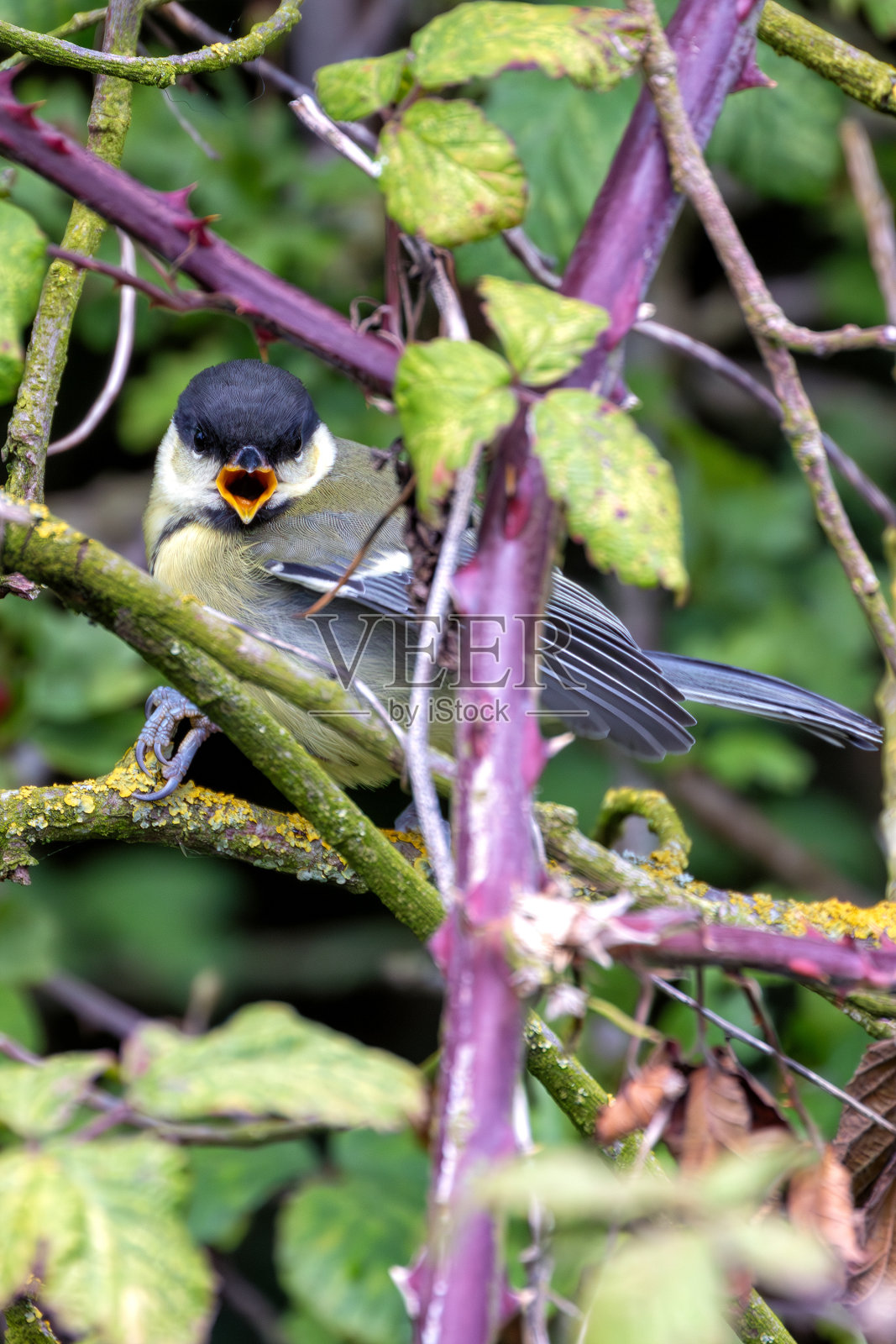 大山雀(Parus major)在爱尔兰都柏林的柯林斯神父公园被发现照片摄影图片