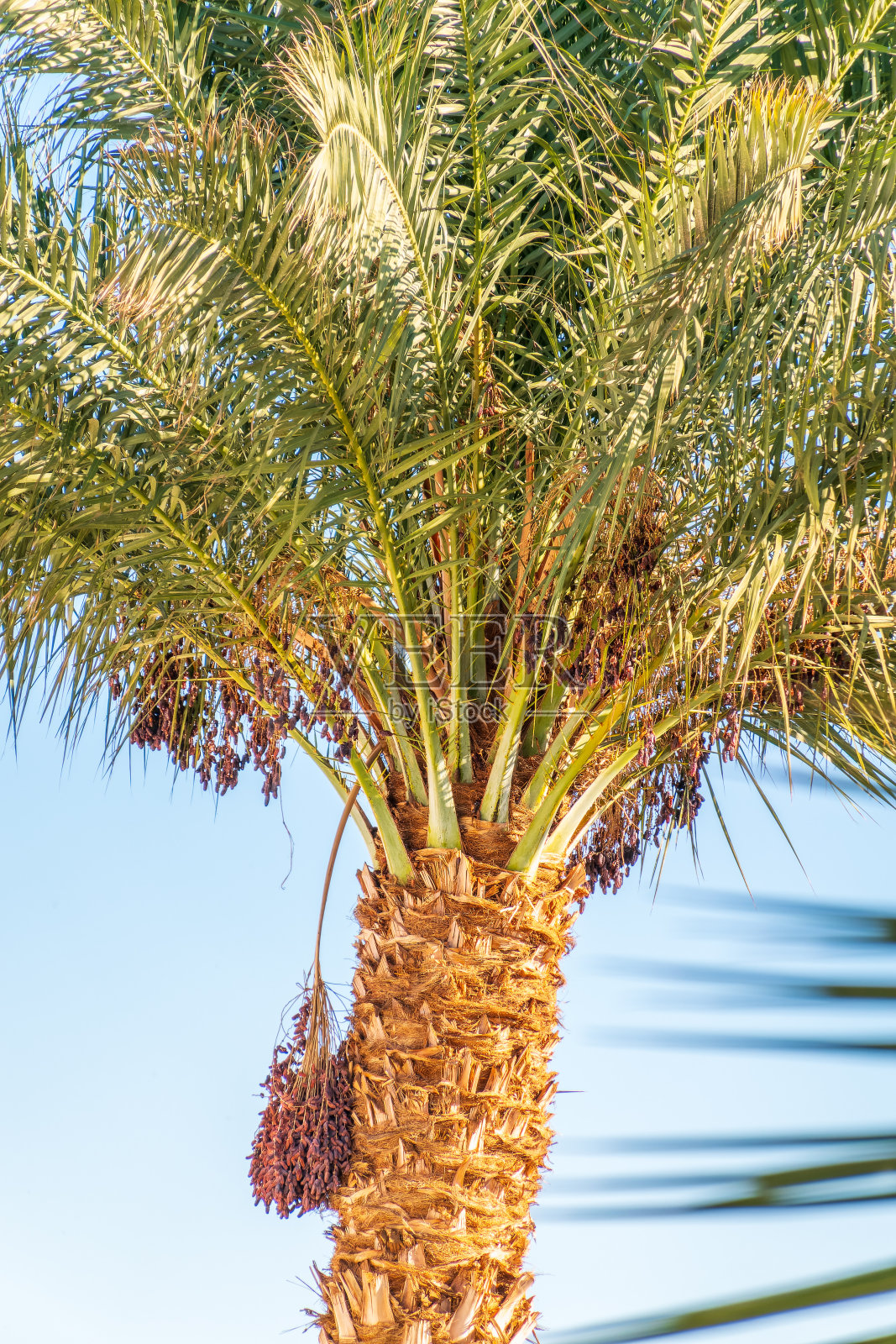 彩色枣椰树群特写照片摄影图片