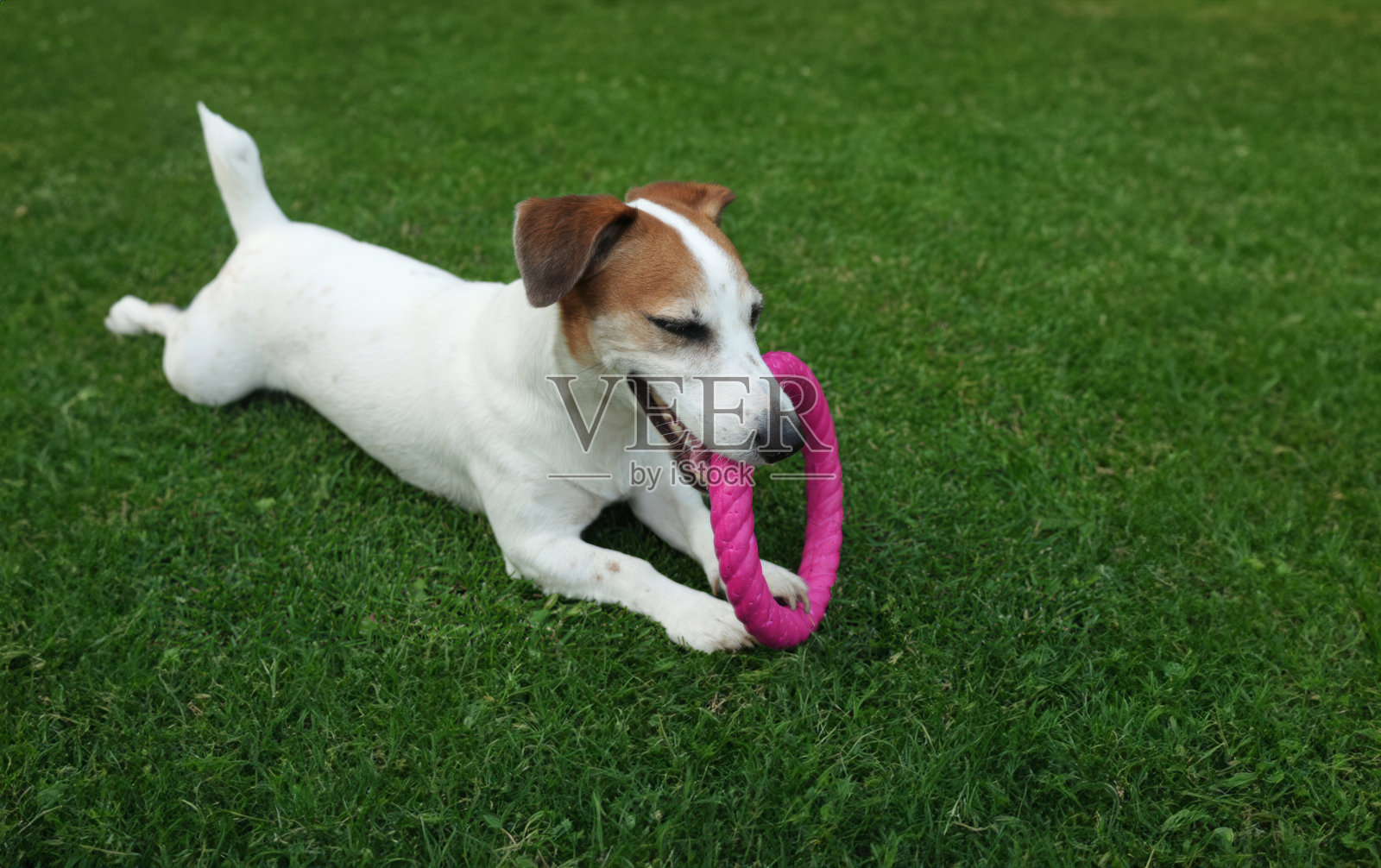 一只狗在草地上玩玩具。照片摄影图片