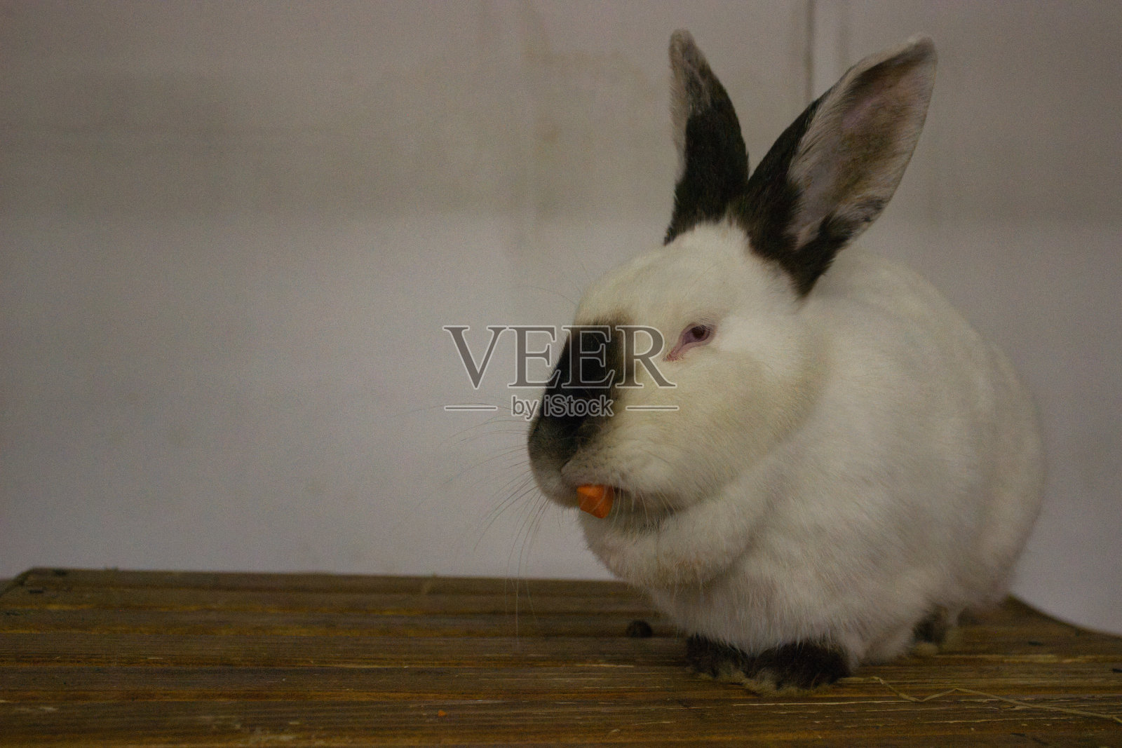 小白兔在吃胡萝卜照片摄影图片