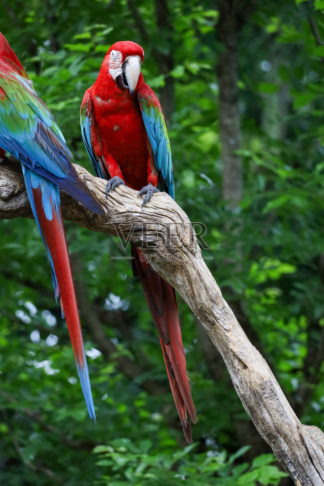 近距离观看花园中的红金刚鹦鹉鸟照片摄影图片