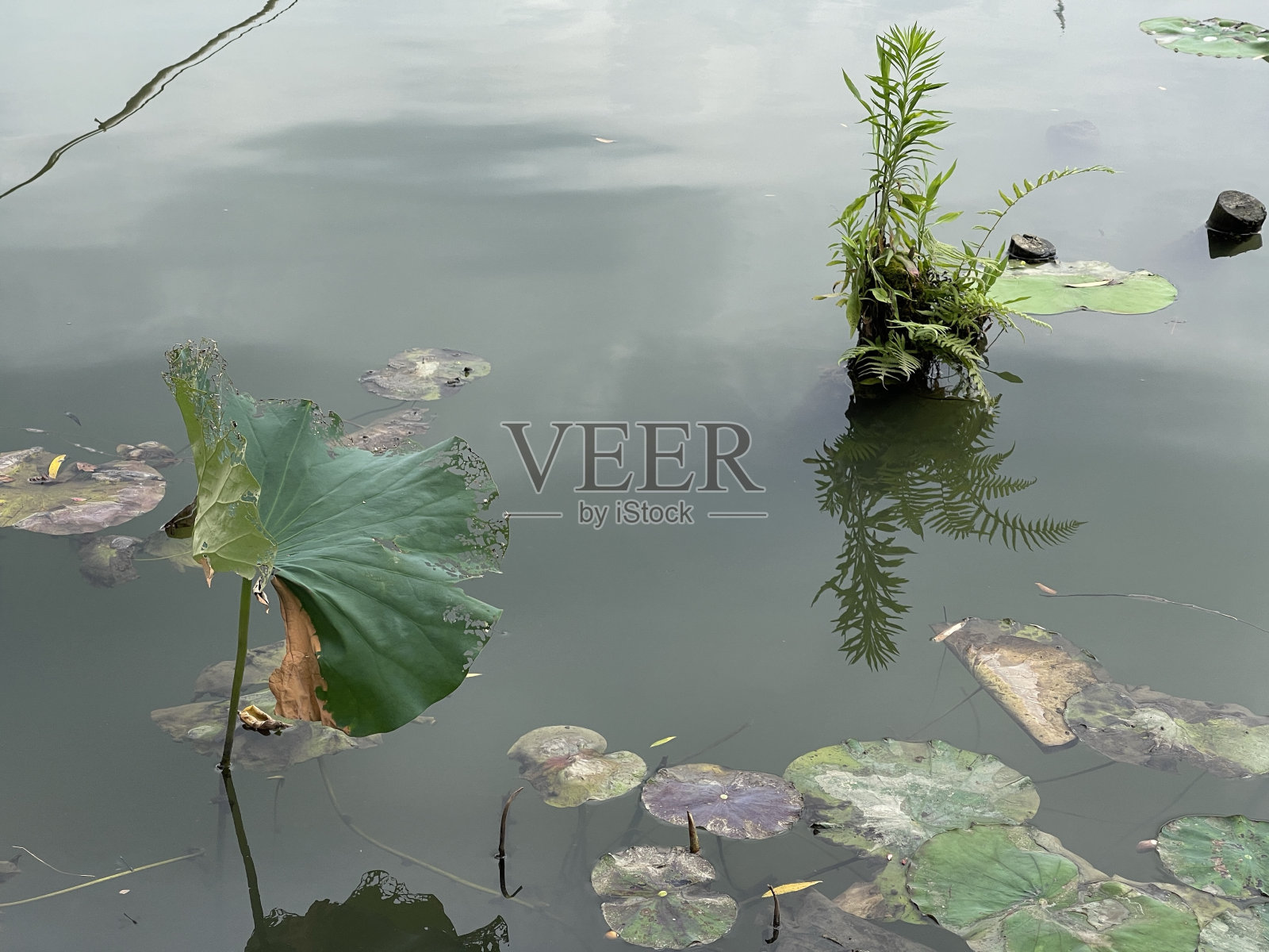 水浸荷叶照片摄影图片