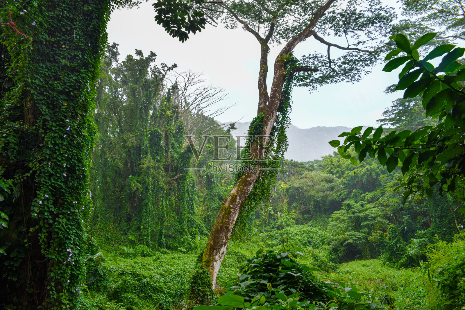 在雨林中下雨照片摄影图片