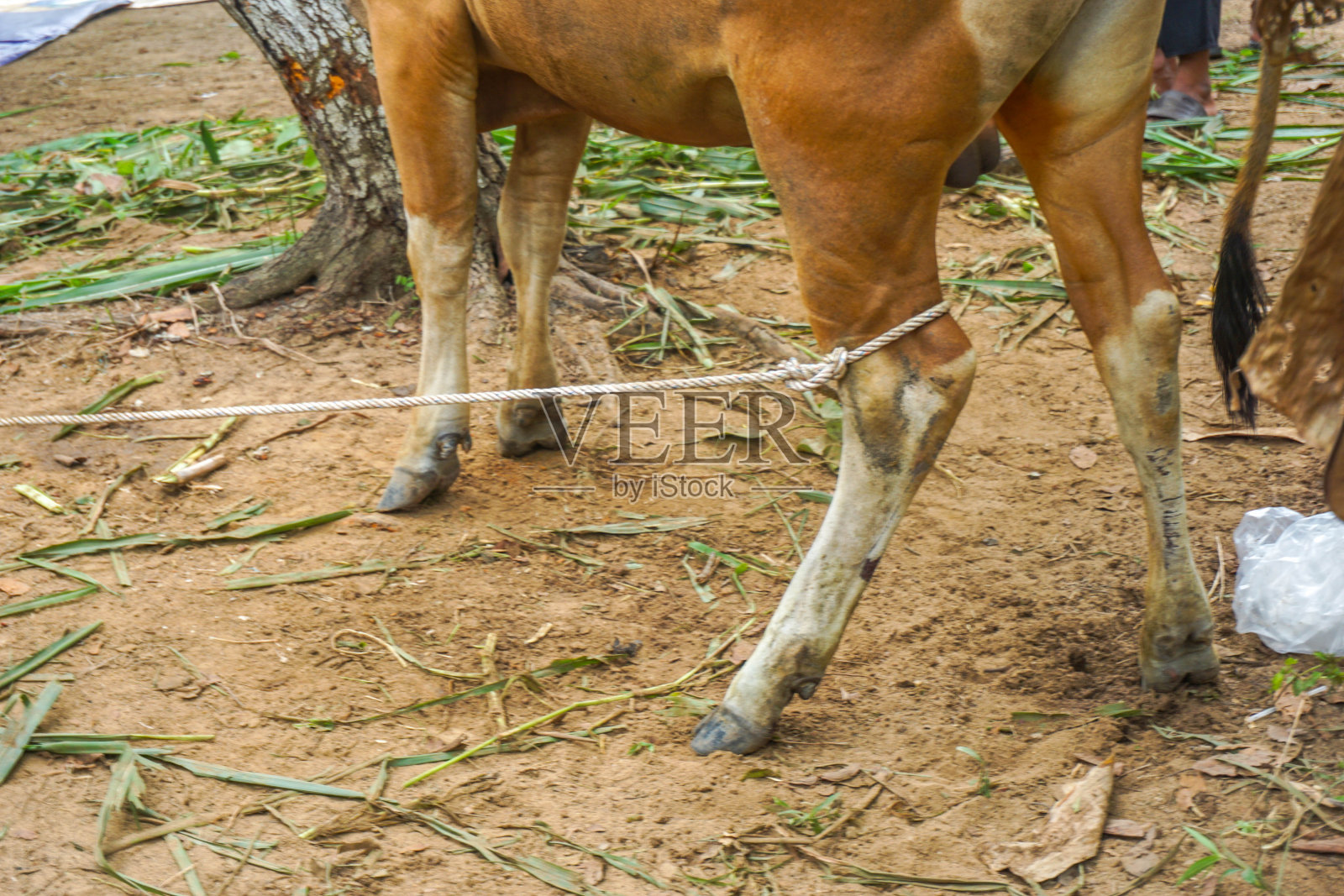 牛的后腿被绑住了照片摄影图片