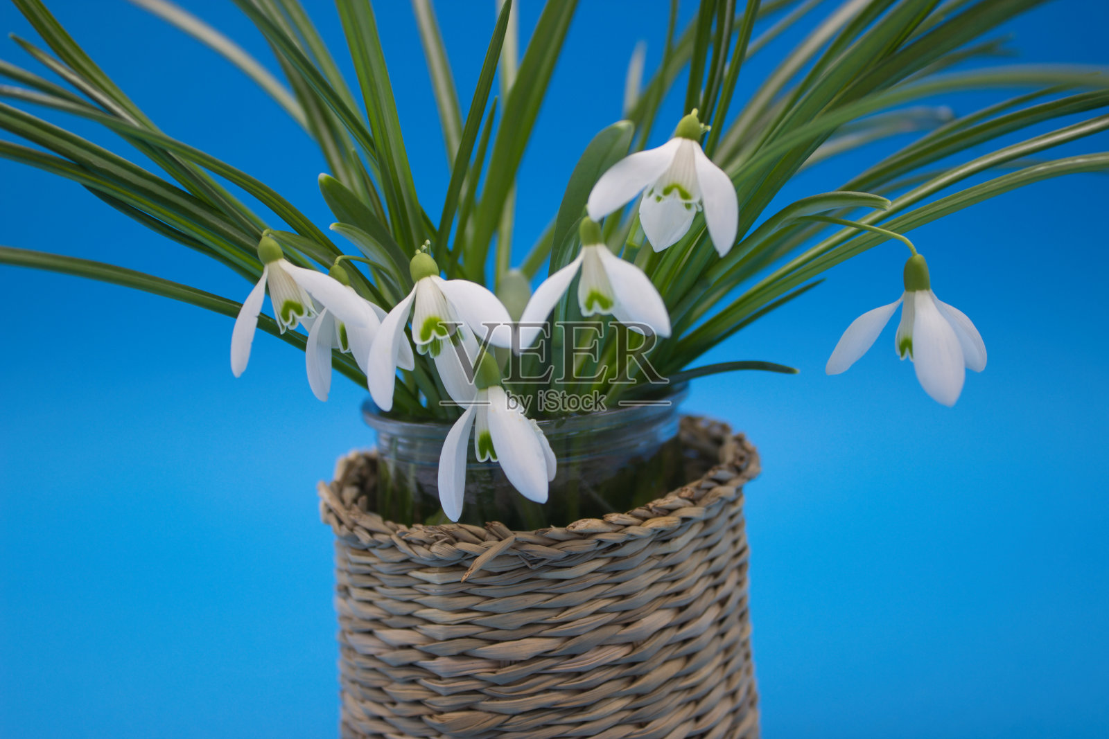 雪花莲在蓝天下绽放照片摄影图片