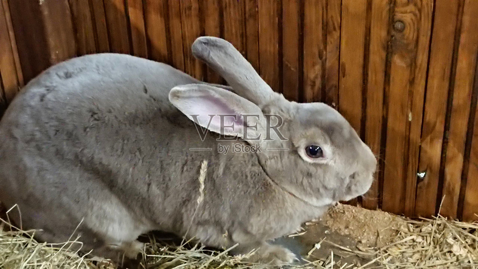 安静的灰兔在舒适的木笼子里休息照片摄影图片