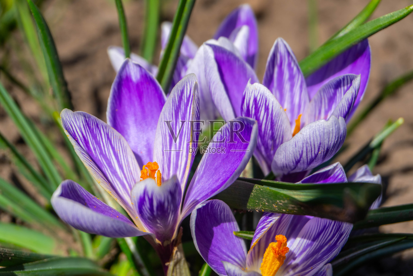 番红花照片摄影图片