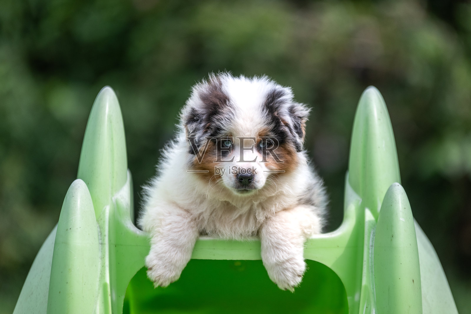 澳大利亚牧羊犬照片摄影图片