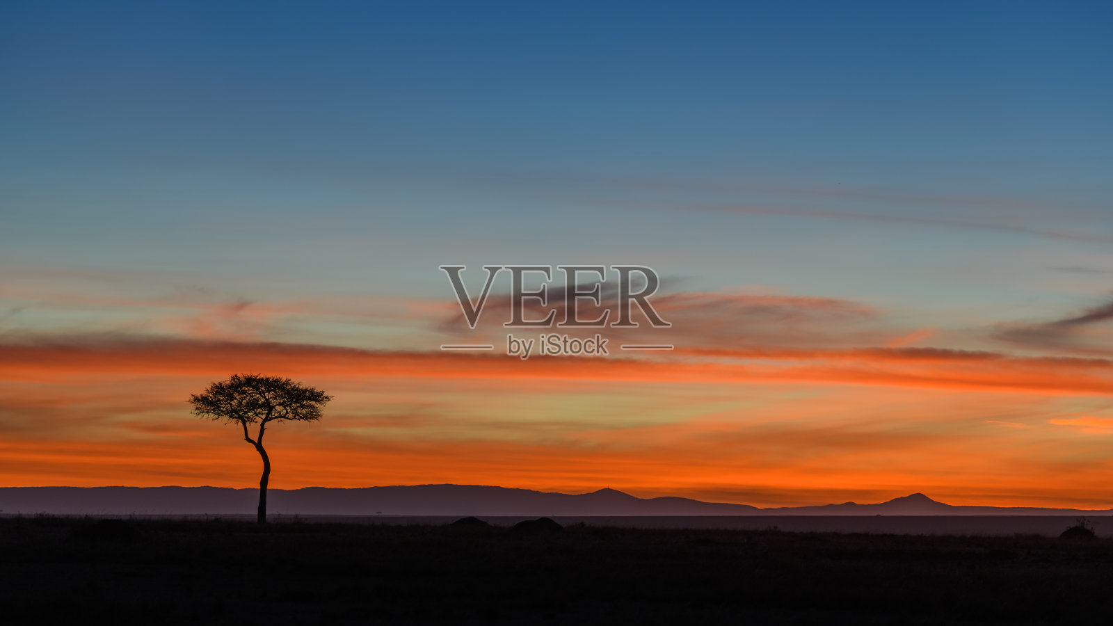 马赛马拉照片摄影图片