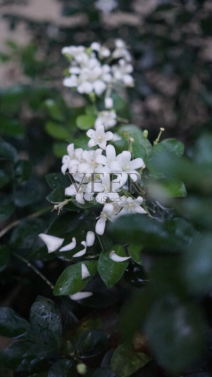 香喷喷的克穆明花照片照片摄影图片