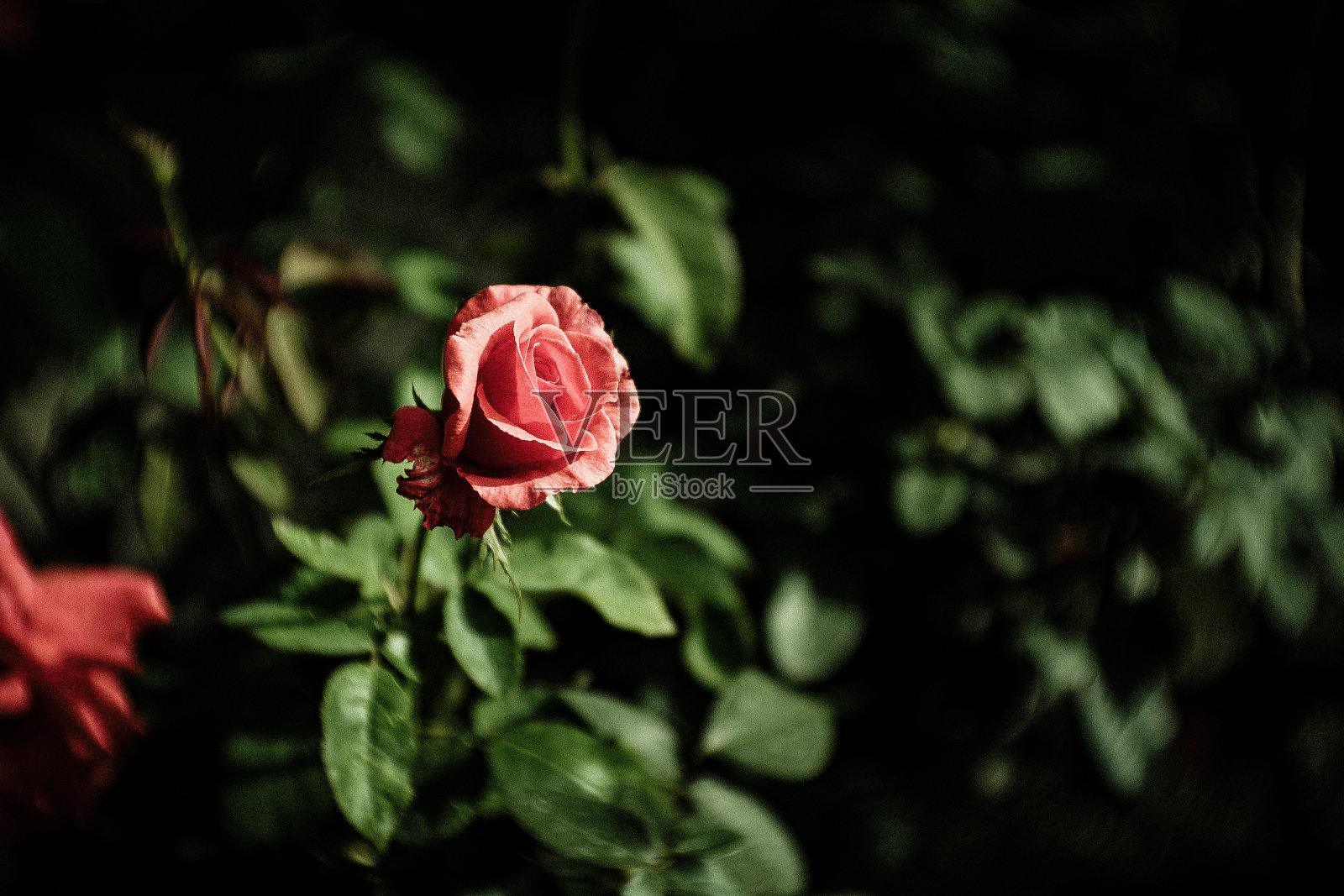 粉色玫瑰照片摄影图片