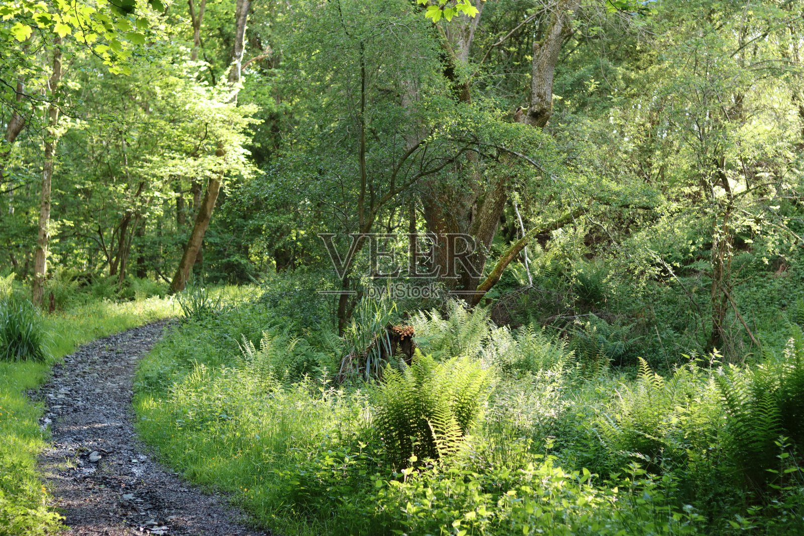 夏天穿过树林的小路照片摄影图片