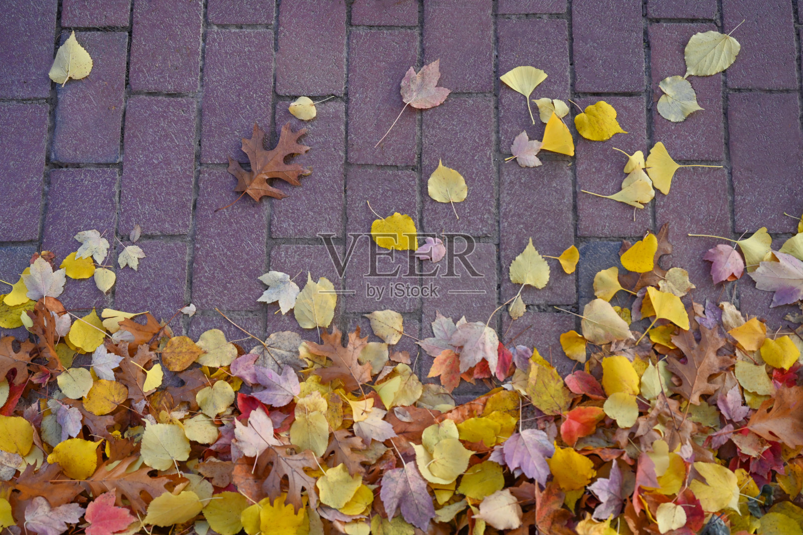秋天的落叶照片摄影图片