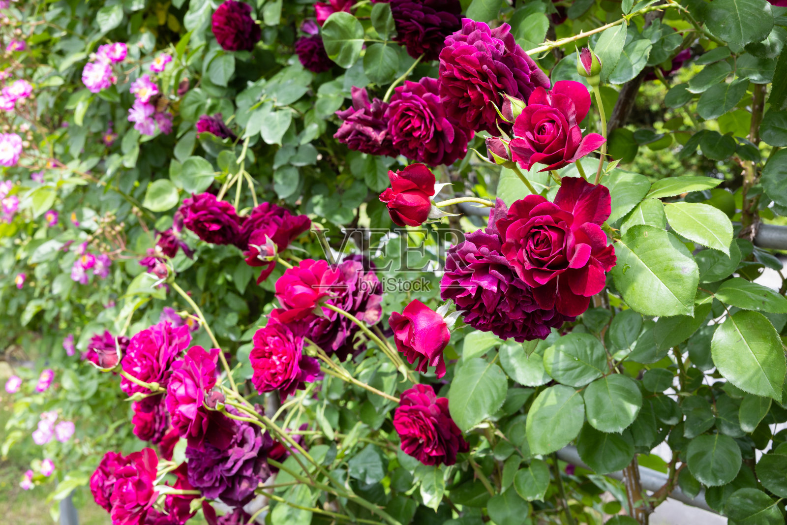 美丽的紫红色玫瑰盛开在长野的花园里。照片摄影图片