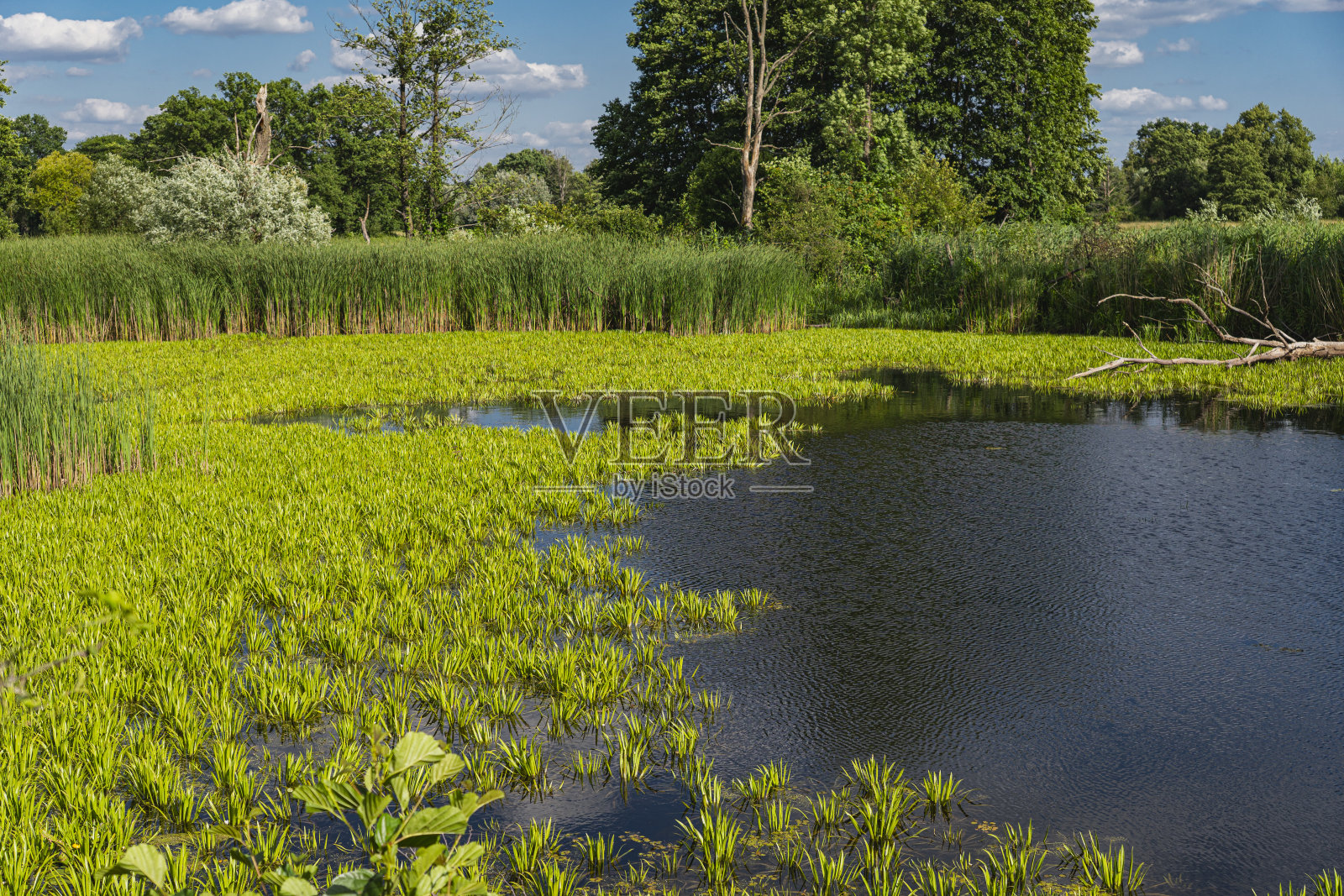 牛轭湖的自然景观,靠近一条臭虫河照片摄影图片