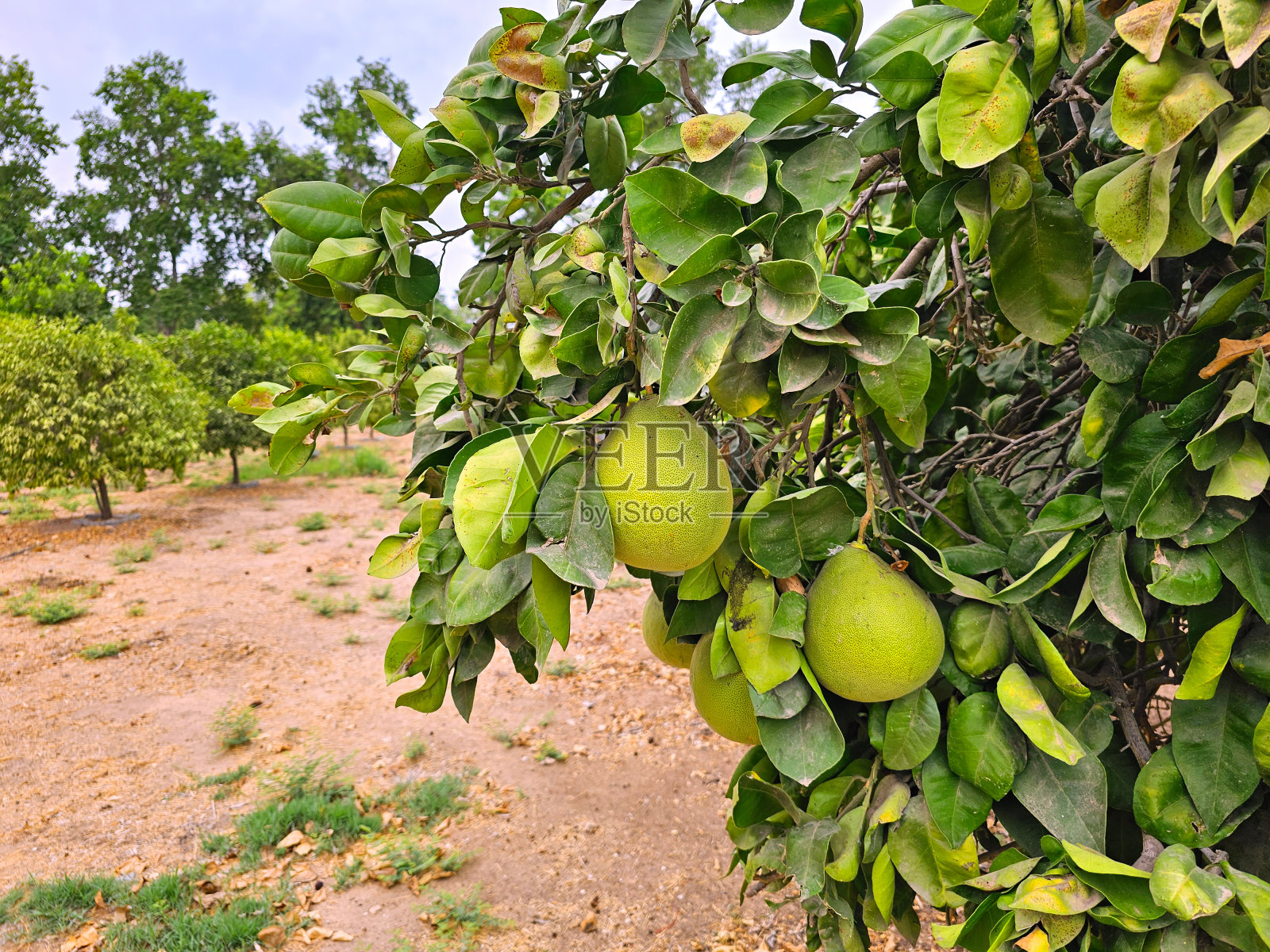 生长在农业种植园树上的成熟的柚子果实照片摄影图片