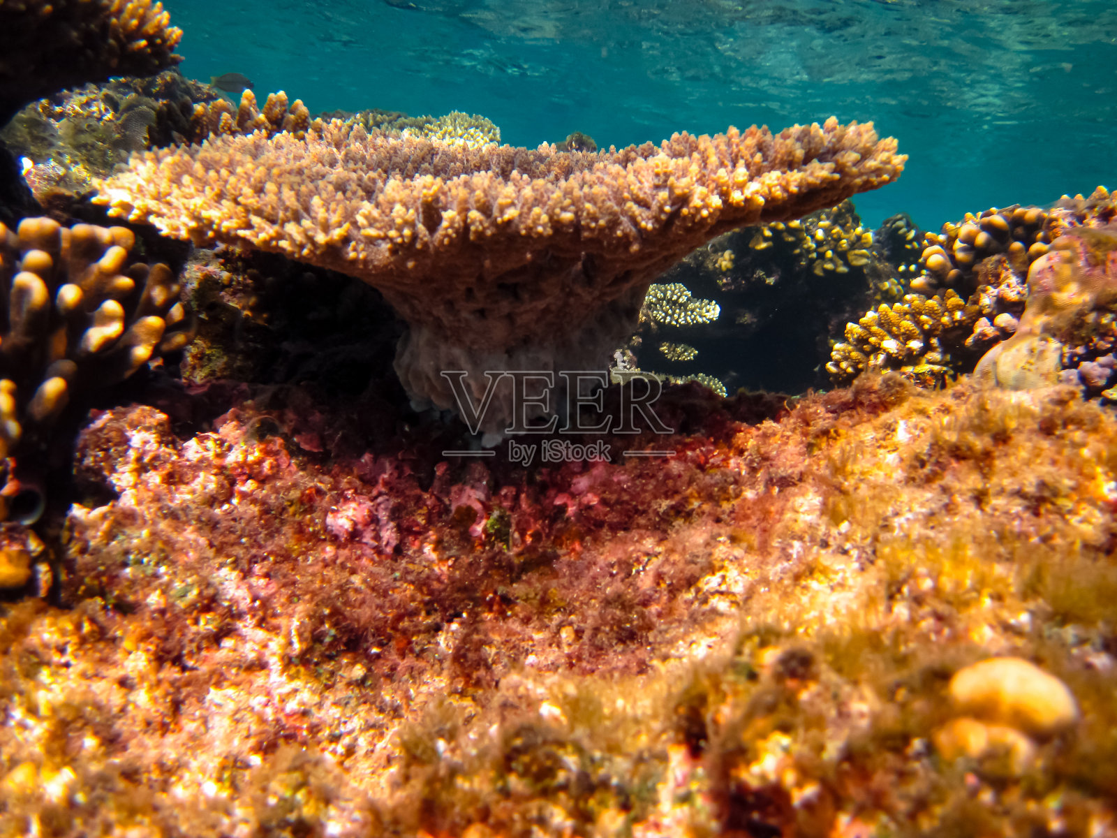 红海的珊瑚礁及其生物照片摄影图片