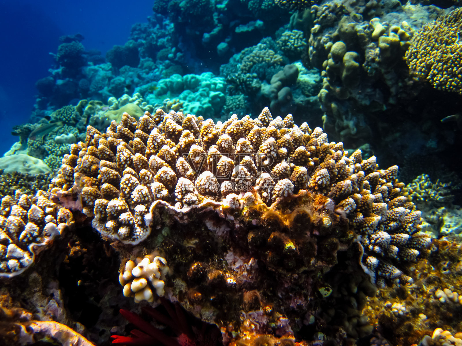 红海的珊瑚礁及其生物照片摄影图片