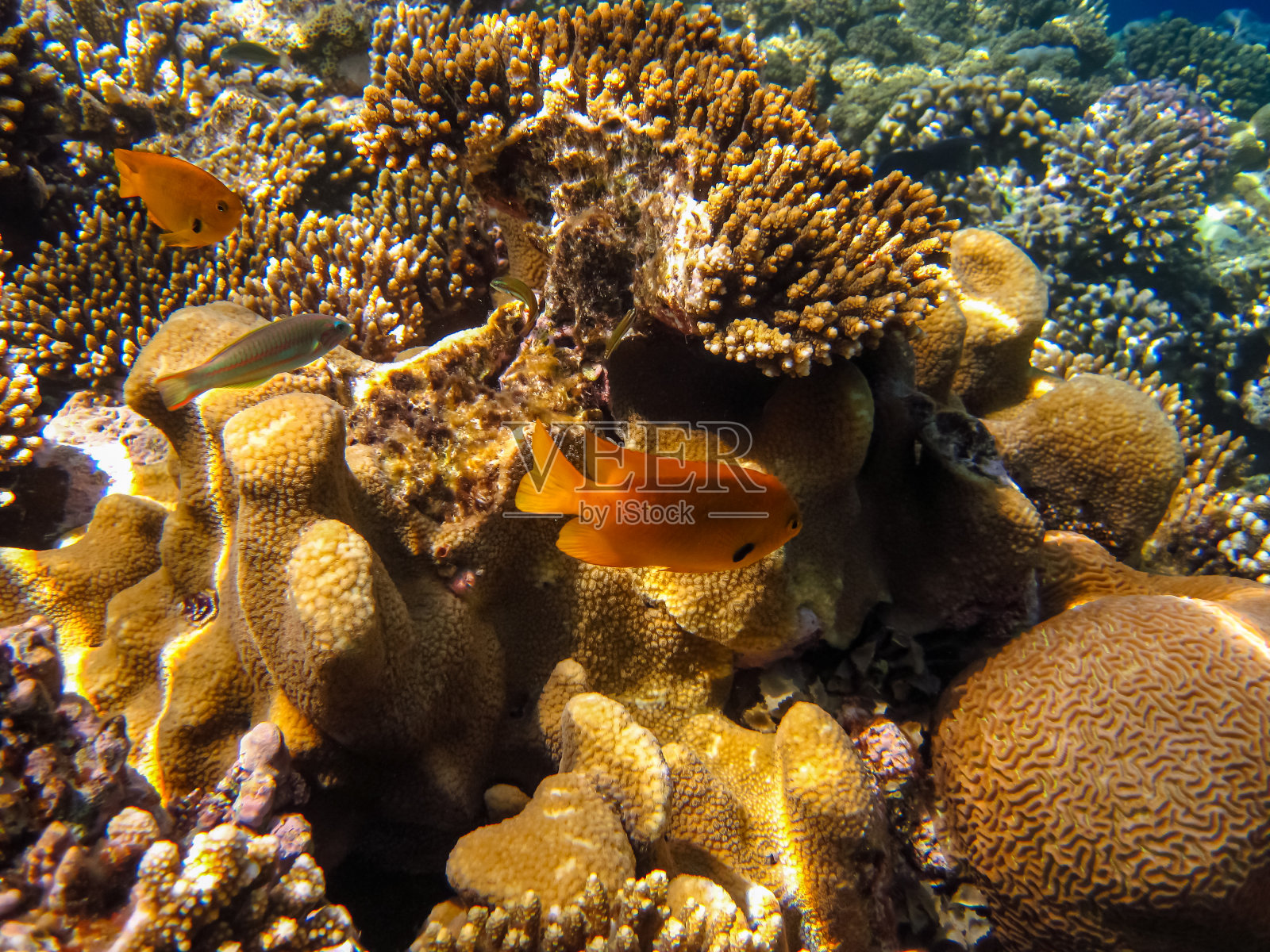红海珊瑚礁海底水下世界生物照片摄影图片