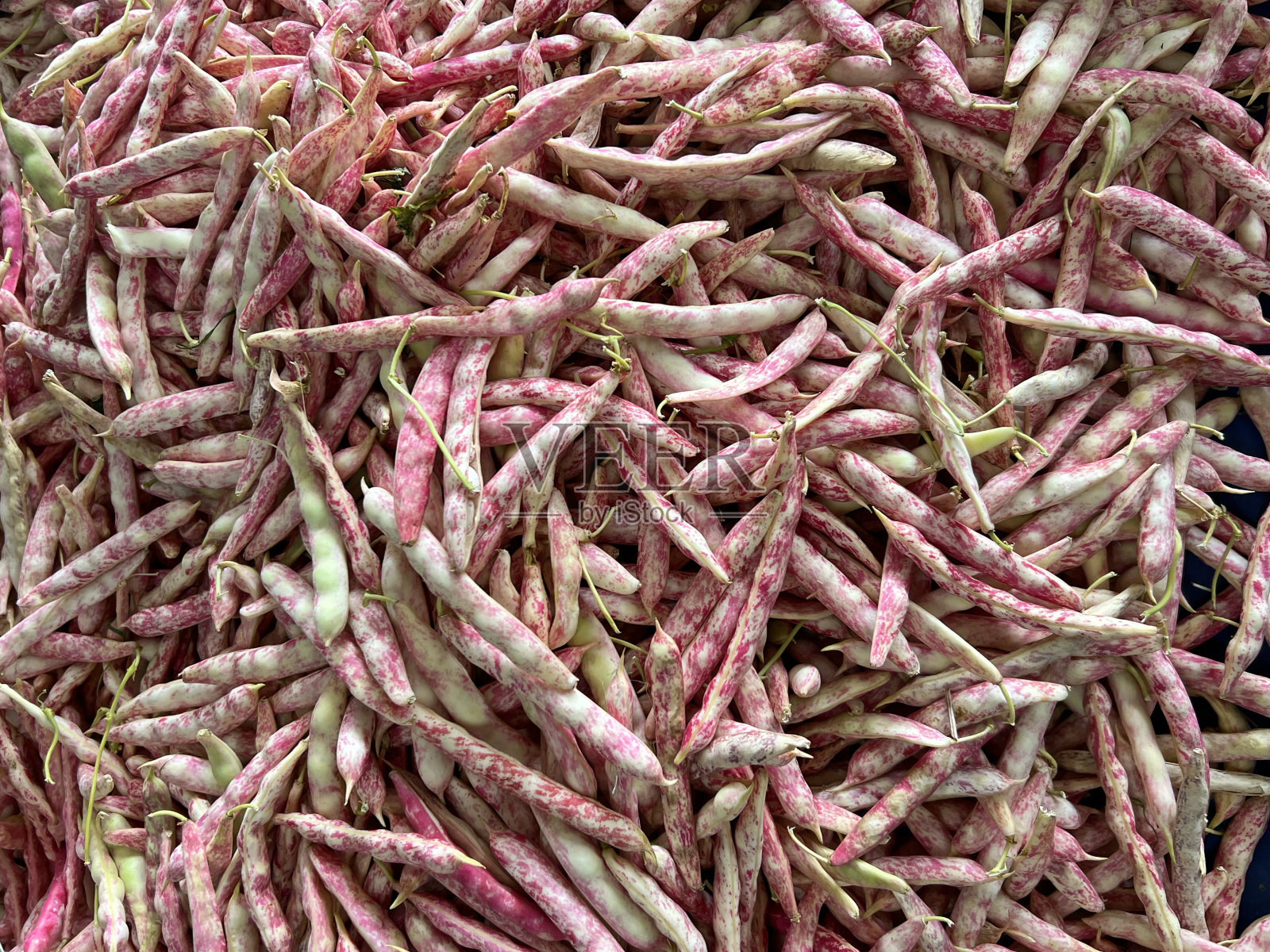 市场桌子上的红豆小荚特写,俯视图。维生素健康食品形象。新鲜有机蔬菜,蔓越莓豆(Borlotti豆),素食生食。清洁饮食理念。芸豆照片摄影图片