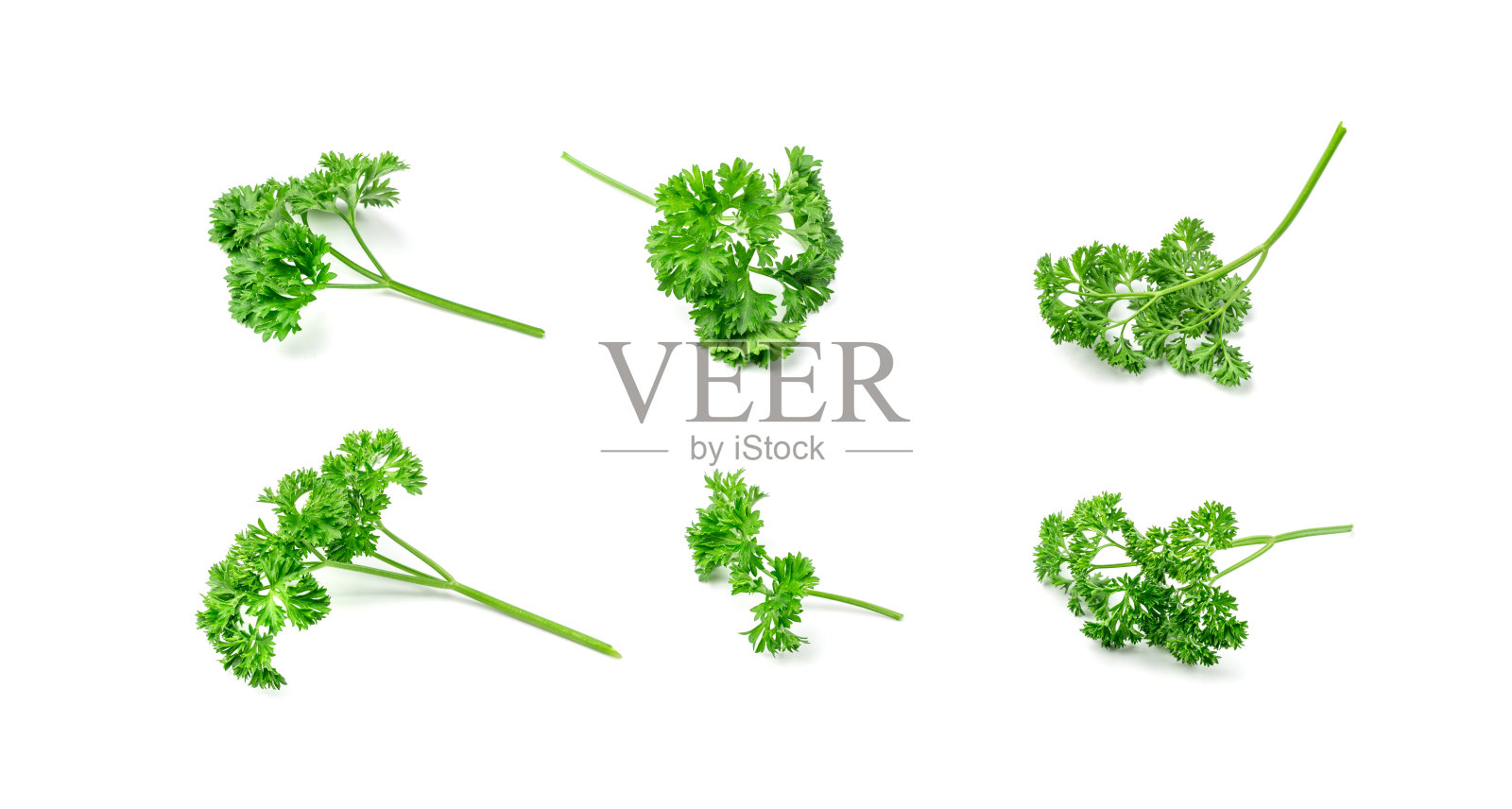 新鲜卷曲的欧芹枝分离。香菜叶,生欧芹枝,芫荽叶,山萝卜枝照片摄影图片