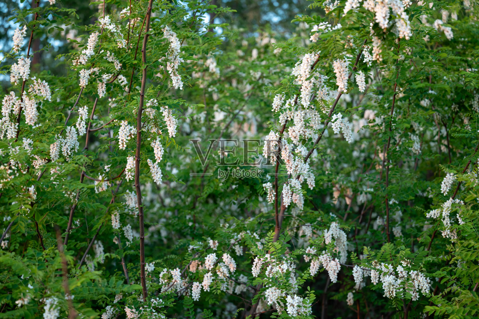 金合欢的枝条在春天开着新鲜的白花照片摄影图片